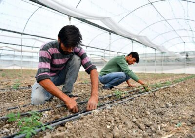 Sera Altı Yetiştiriciliği Destekleri 4