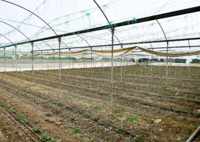 Sera Altı Yetiştiriciliği Destekleri 3