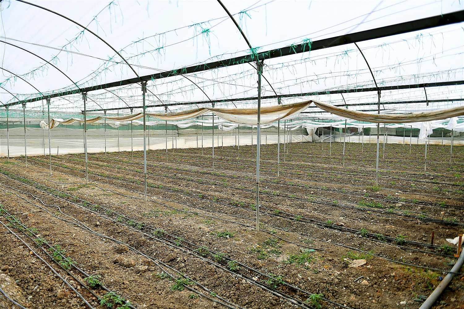 711856 Sera Altı Yetiştiriciliği Destekleri 3